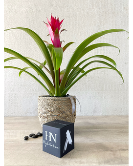 Plant and Candle size, inches height and inches wide.