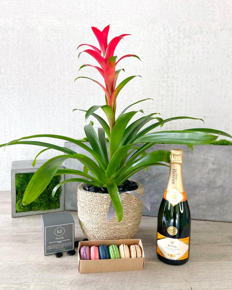 Plant and All Add-ons size, inches height and inches wide.