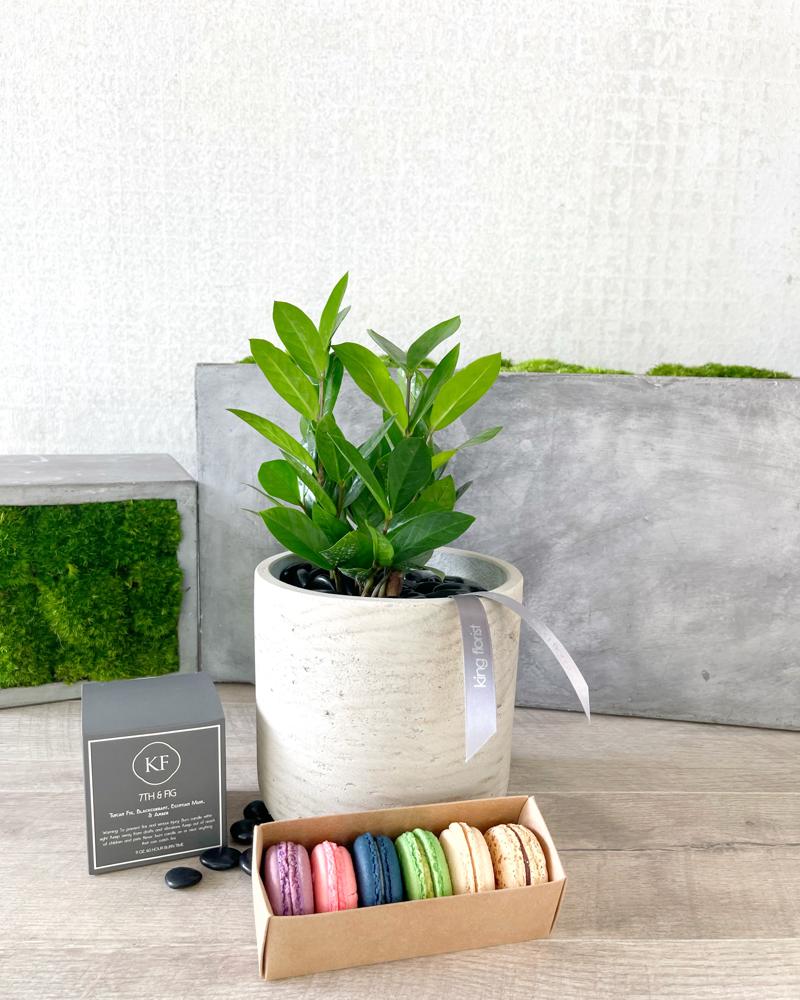 Plant, Half Dozen Macarons, and Candle size, inches height and inches wide.