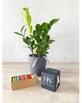 Plant, Half Dozen Macarons, and Candle size, inches height and inches wide.