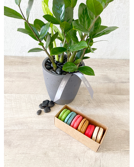 Plant and Half Dozen Macarons size, inches height and inches wide.