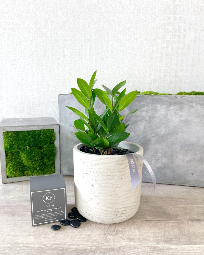 Plant and Candle size, inches height and inches wide.