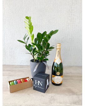Plant and All Add-ons size, inches height and inches wide.