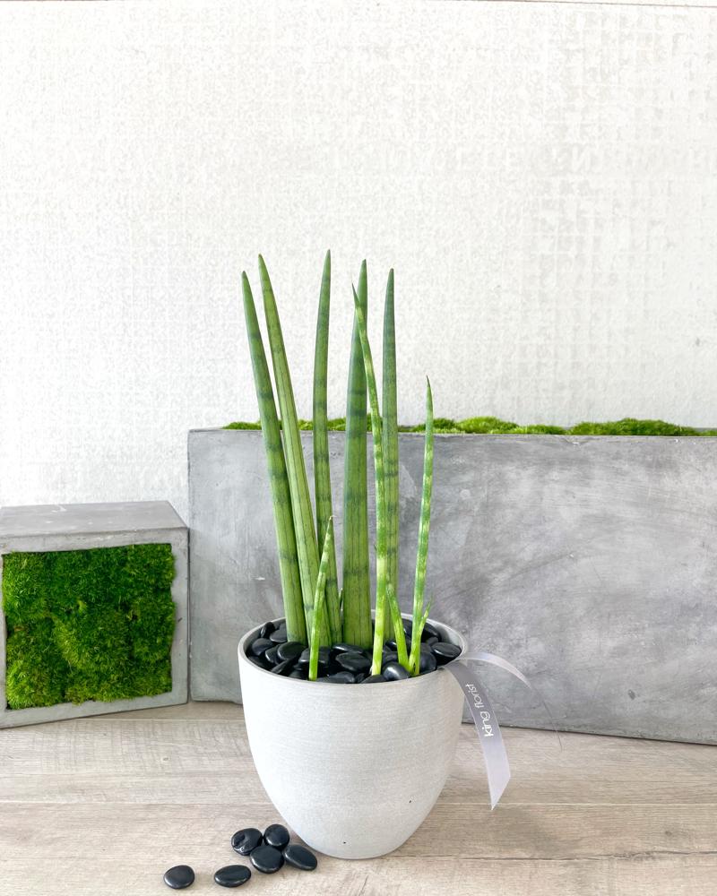 Plant Only size, 16 inches height and 6 inches wide.