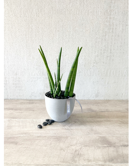 Plant Only size, 6 inches height and 16 inches wide.