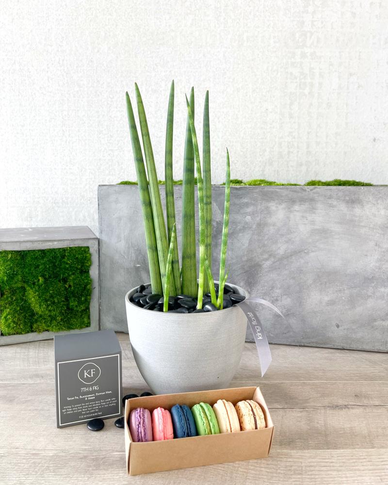 Plant, Half Dozen Macarons, and Candle size, inches height and inches wide.