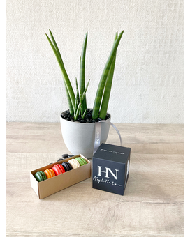 Plant, Half Dozen Macarons, and Candle size, inches height and inches wide.