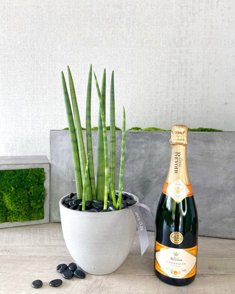 Plant and Champagne size, inches height and inches wide.