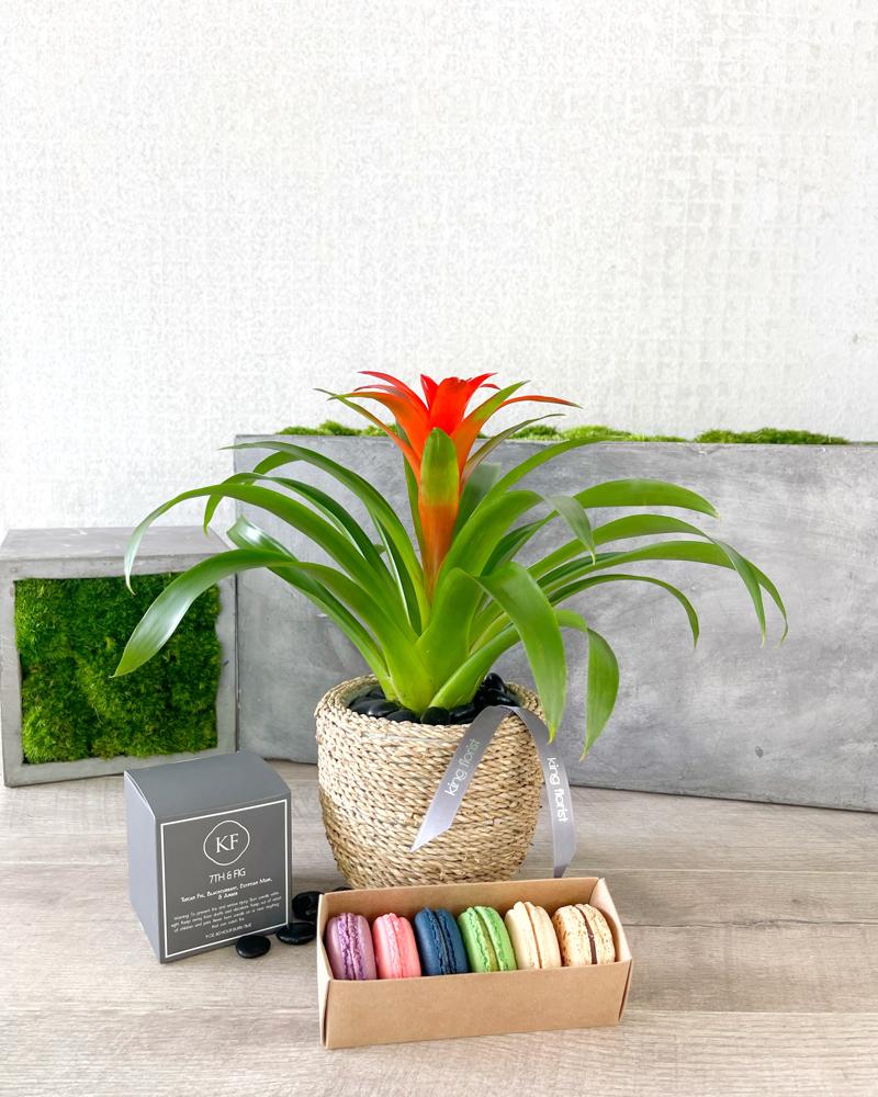 Plant, Half Dozen Macarons, and Candle size, inches height and inches wide.