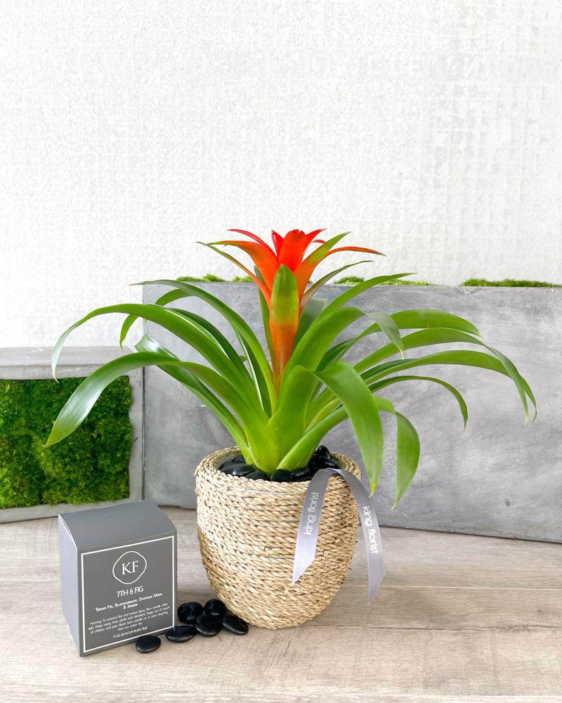 Plant and Candle size, inches height and inches wide.