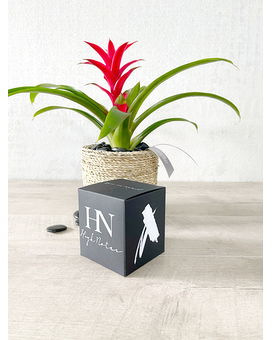 Plant and Candle size, inches height and inches wide.
