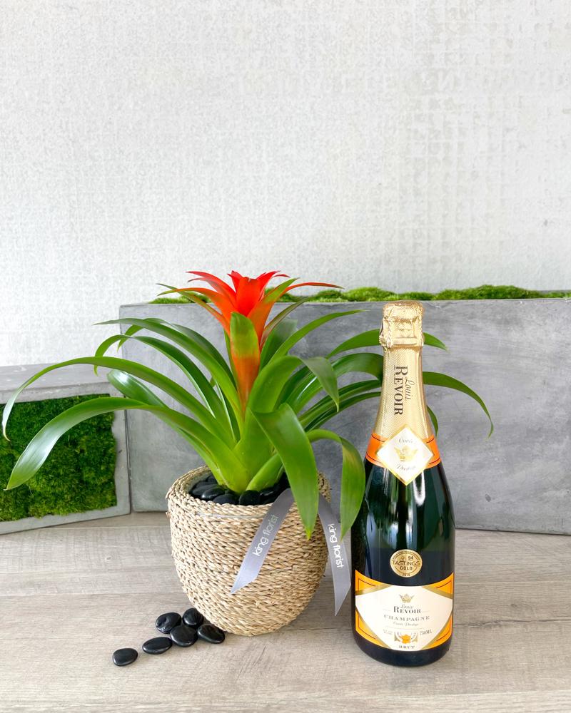Plant and Champagne size, inches height and inches wide.