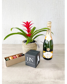 Plant and All Add-ons size, inches height and inches wide.