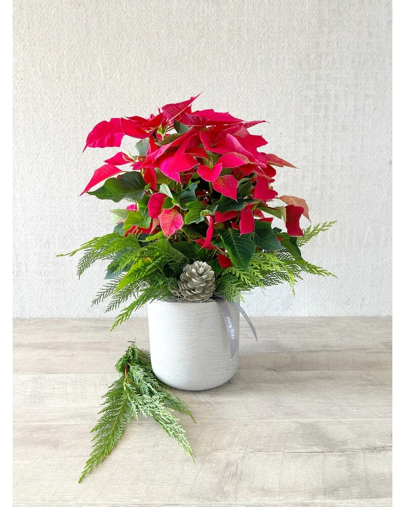 Plant Only size, inches height and inches wide.