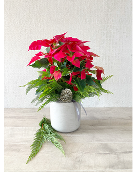Plant, Half Dozen Macarons and Candle size, inches height and inches wide.