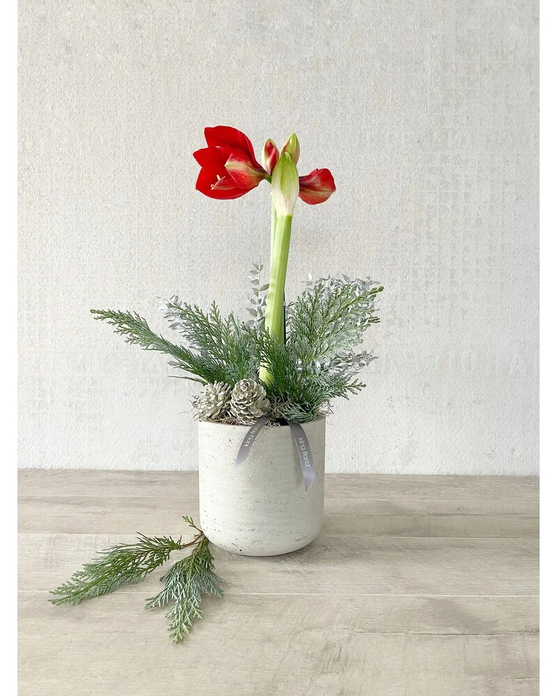 Plant Only size, inches height and inches wide.