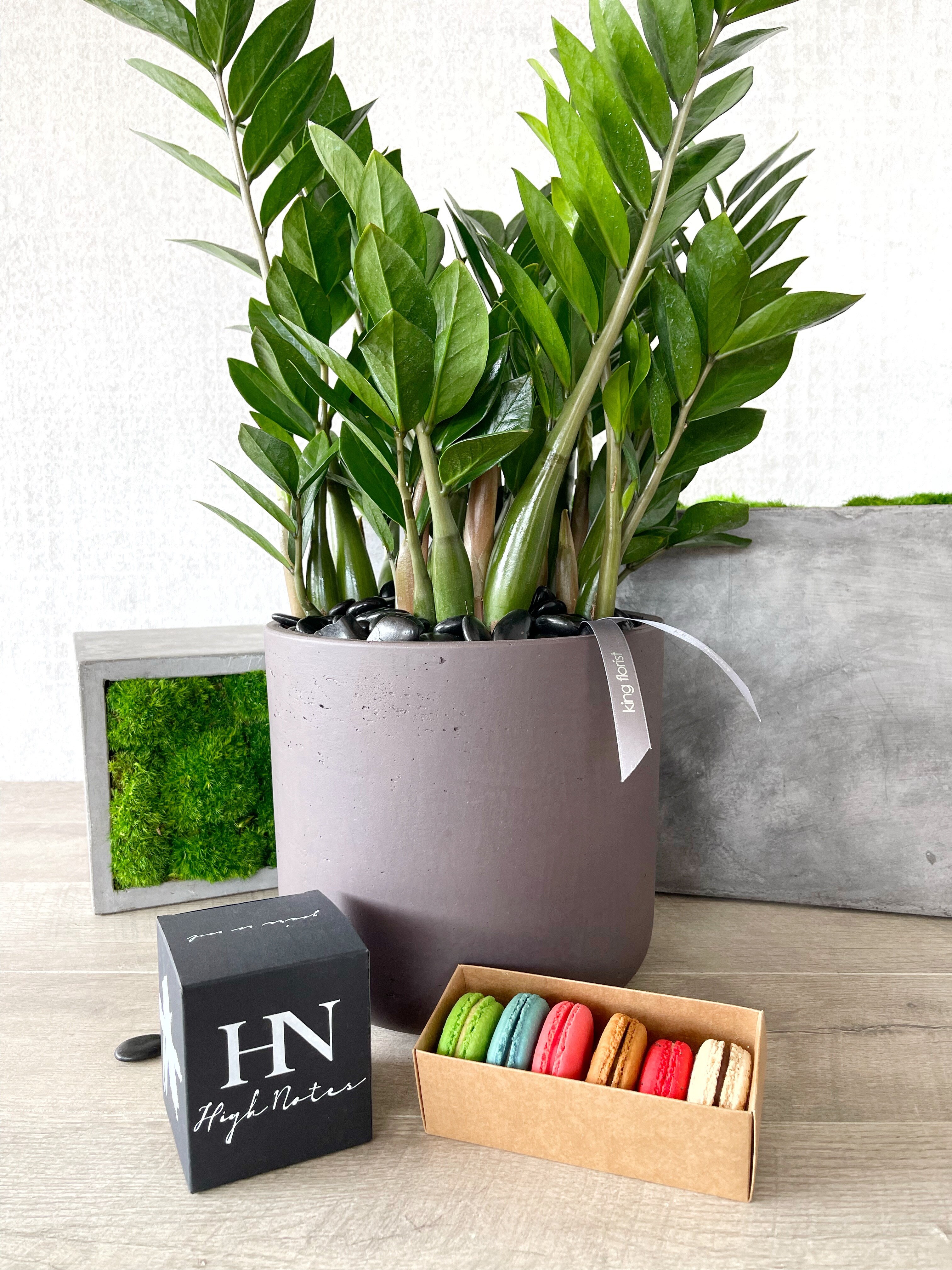 Plant, Half dozen Macarons, and Candle size, inches height and inches wide.