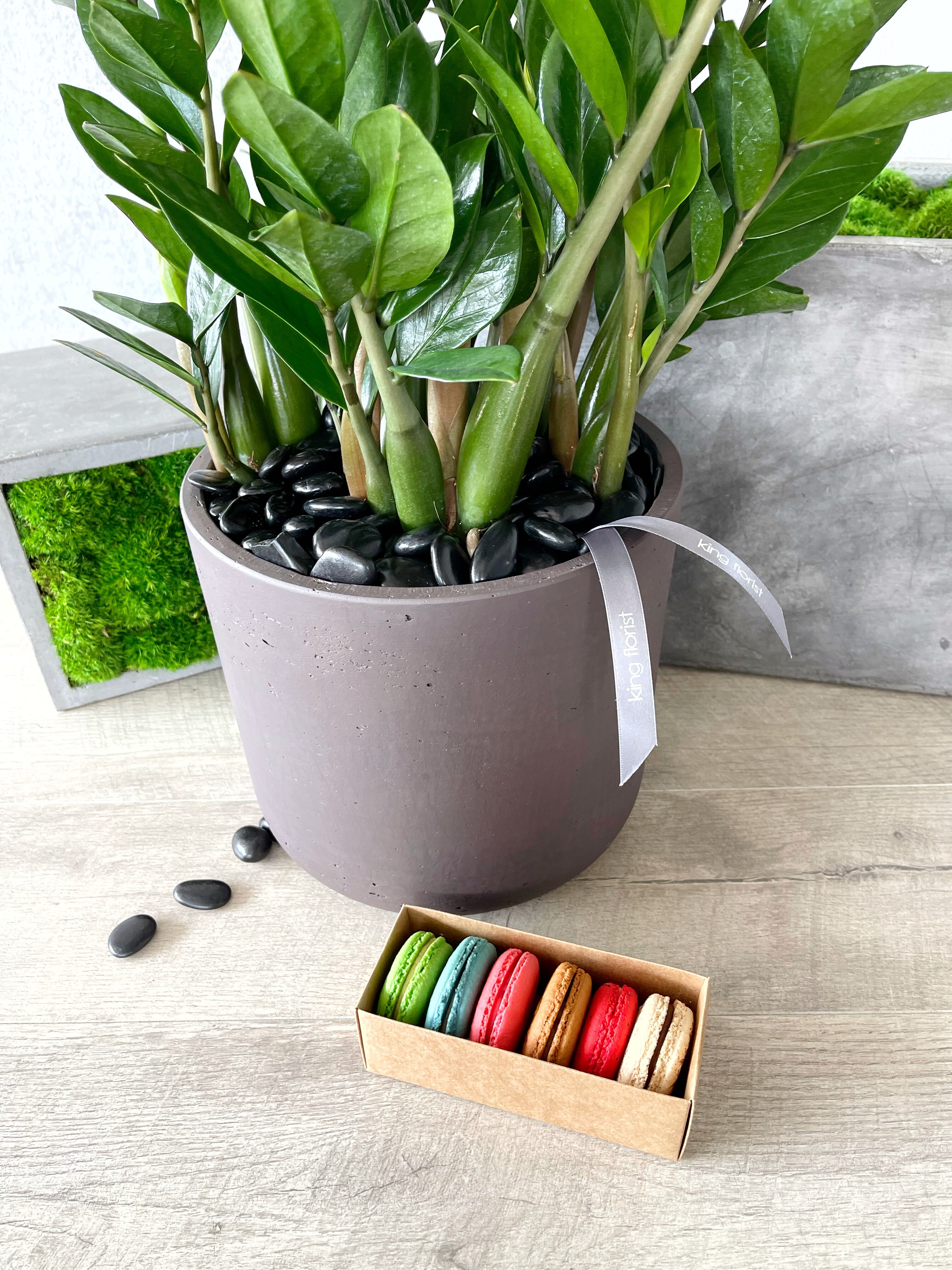 Plant and Half Dozen Macarons size, inches height and inches wide.