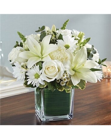 all white size, inches height and inches wide.