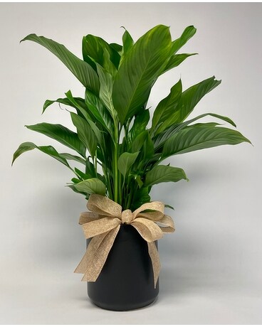 Black Kendal size, inches height and inches wide.