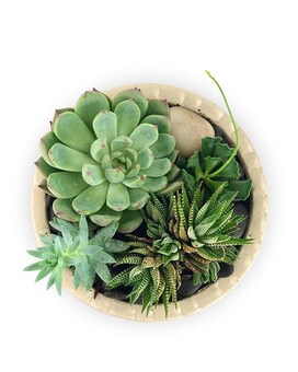 Deluxe size, 6 inches height and 7 inches wide.