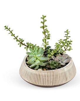 Deluxe size, 4 inches height and 9 inches wide.