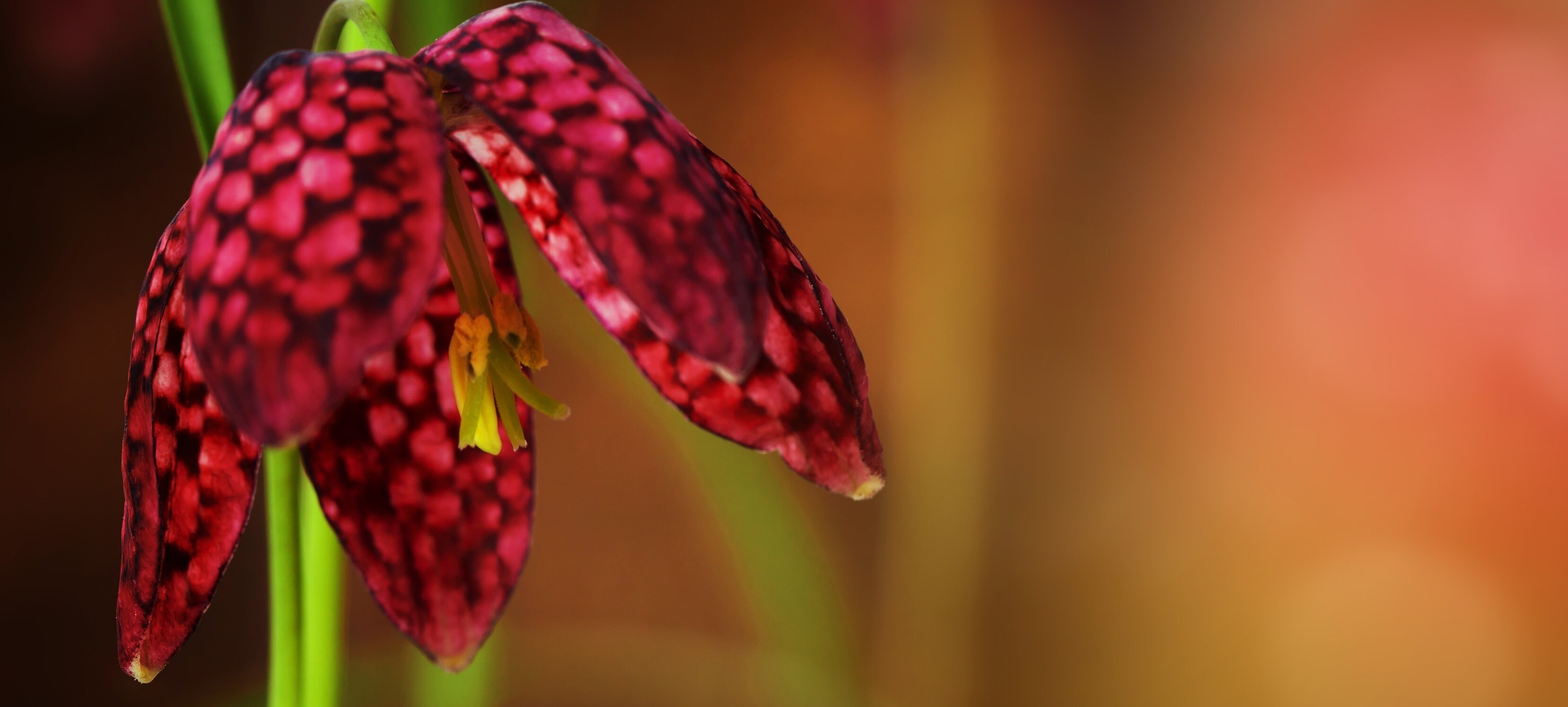 Checkered Lily Originals