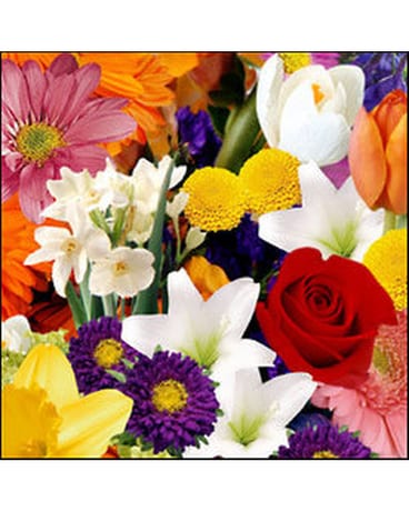 Designer's Choice size, inches height and inches wide.