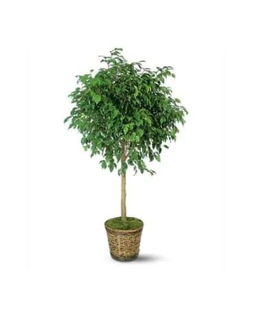 12-14" Plant size, inches height and inches wide.