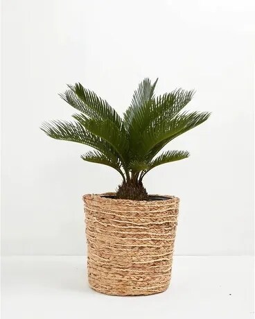 8" plant with container size, inches height and inches wide.