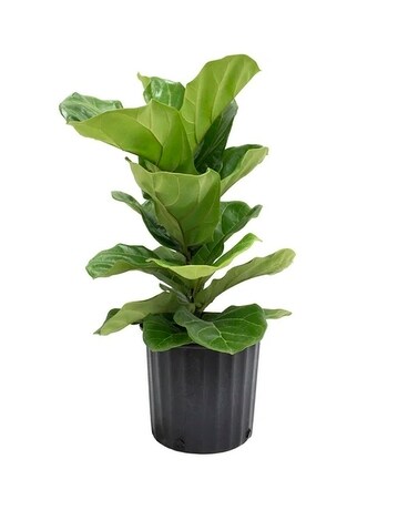 10" Plant with container size, inches height and inches wide.