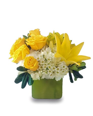 Premium size, 11 inches height and 13 inches wide.