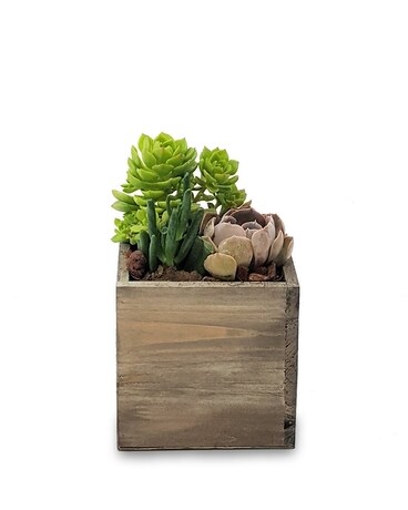Small (shown) size, inches height and inches wide.