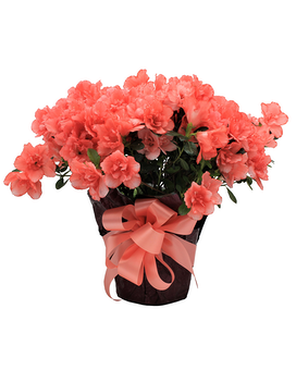DECORATIVE CONTAINER size, inches height and inches wide.
