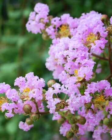 5 Gallon Container size, inches height and inches wide.