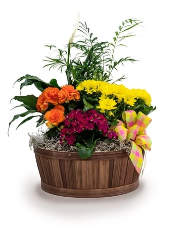 12-14" Container With 5-7 Blooming/Green Plants size, inches height and inches wide.
