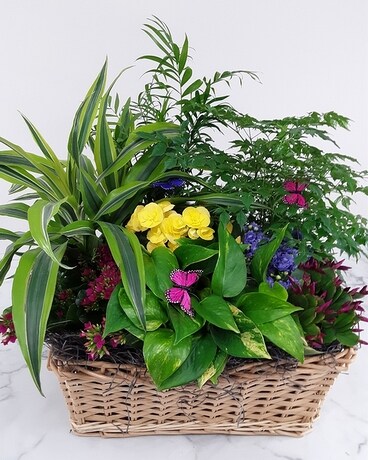 17" Container With 7-9 Blooming/Green Plants size, inches height and inches wide.