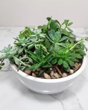 12" Container size, inches height and inches wide.