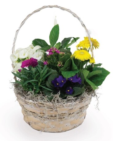 12-14" Container With 5-7 Blooming/Green Plants size, inches height and inches wide.