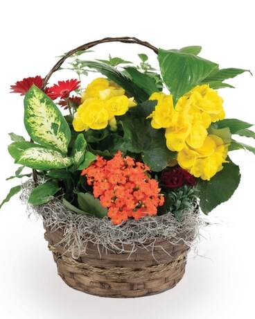 17" Container With 7-9 Blooming/Green Plants size, inches height and inches wide.