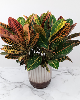 6 Inch In Basket size, inches height and inches wide.