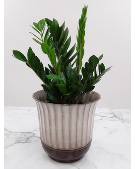 6 Inch In Basket size, inches height and inches wide.