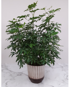 6 Inch In Basket size, inches height and inches wide.