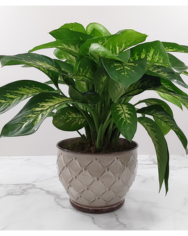 6 Inch In Basket size, inches height and inches wide.
