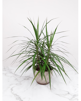 6 Inch In Ceramic size, inches height and inches wide.