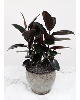 6 Inch In Ceramic size, inches height and inches wide.