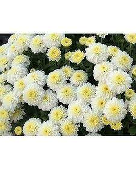 Quart Size Pot size, inches height and inches wide.