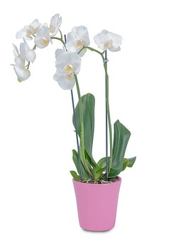 Deluxe size, inches height and inches wide.