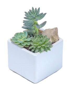 Deluxe size, inches height and inches wide.