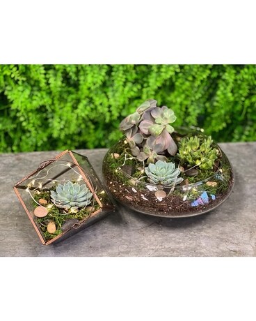 Copper Terrarium size, inches height and inches wide.